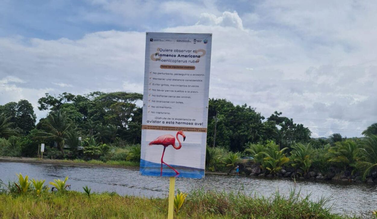 La Municipalidad de Limón colocó diversos carteles con recomendaciones para quienes se encuentren con el flamenco americano. (Foto: Municipalidad de Limón)