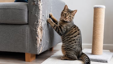 La solución que ayuda a evitar que los gatos arañen los muebles y protejan el hogar