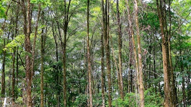 Costa Rica rompe la regla: clima y biodiversidad ya no se ven como crisis distintas