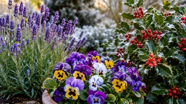 Dos plantas resistentes al frío que llenan de color el jardín durante el invierno