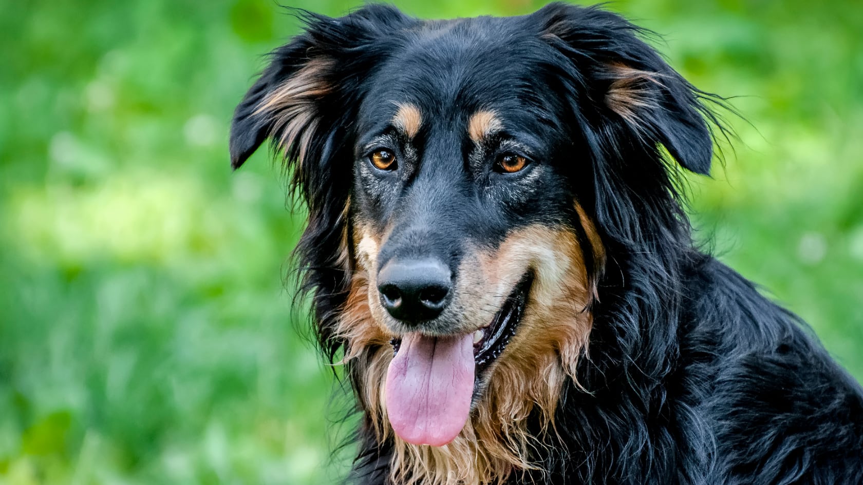 Perros y gatos viven más años. La detección temprana de fragilidad y pequeños cambios diarios ayudan a prolongar su salud y calidad de vida.