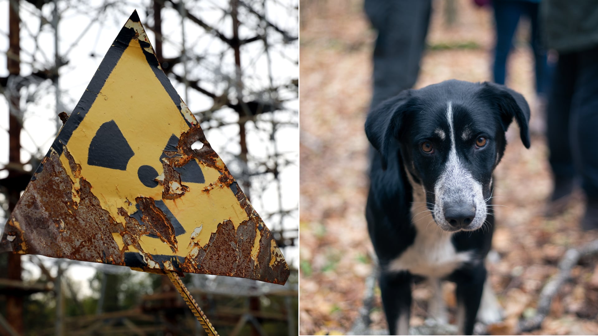Científicos detectaron en perros de Chernóbil adaptaciones genéticas ligadas a resistencia al cáncer y a condiciones extremas.