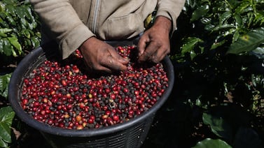 40 fanegas: la cifra que puede cambiar el futuro del café