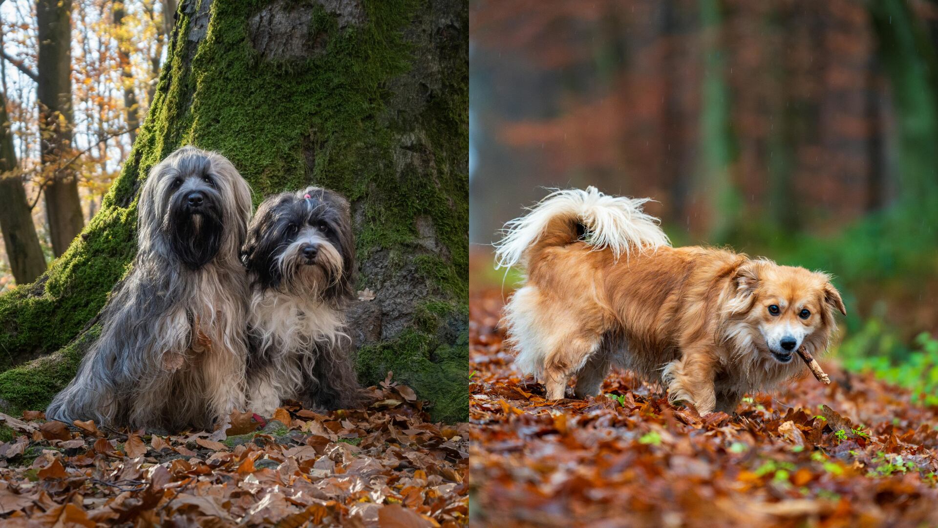 Brasil permitirá la custodia compartida de mascotas. La ley surge ante el aumento de pleitos legales y el trato de los animales como parte de la familia.