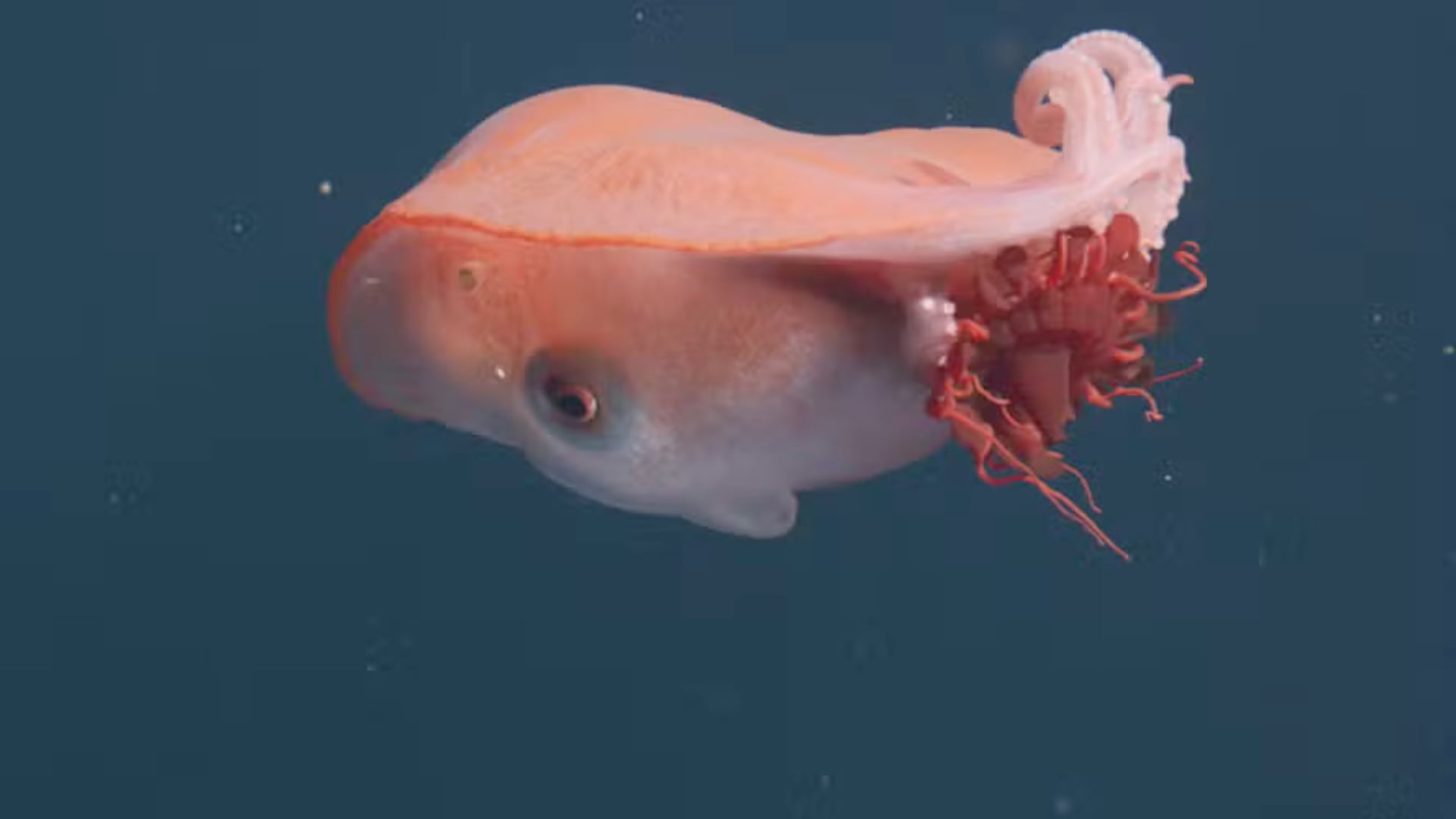 Un pulpo burbuja gigante fue captado a 700 metros en el Pacífico. Su dieta y tamaño asombran a investigadores marinos.