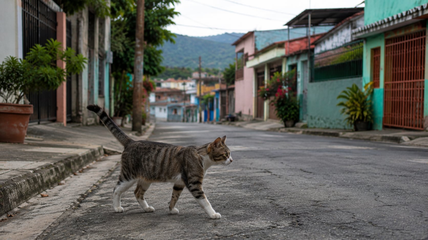Especialistas recomiendan recintos protegidos y paseos con arnés para que los gatos exploren sin exponerse a riesgos innecesarios.