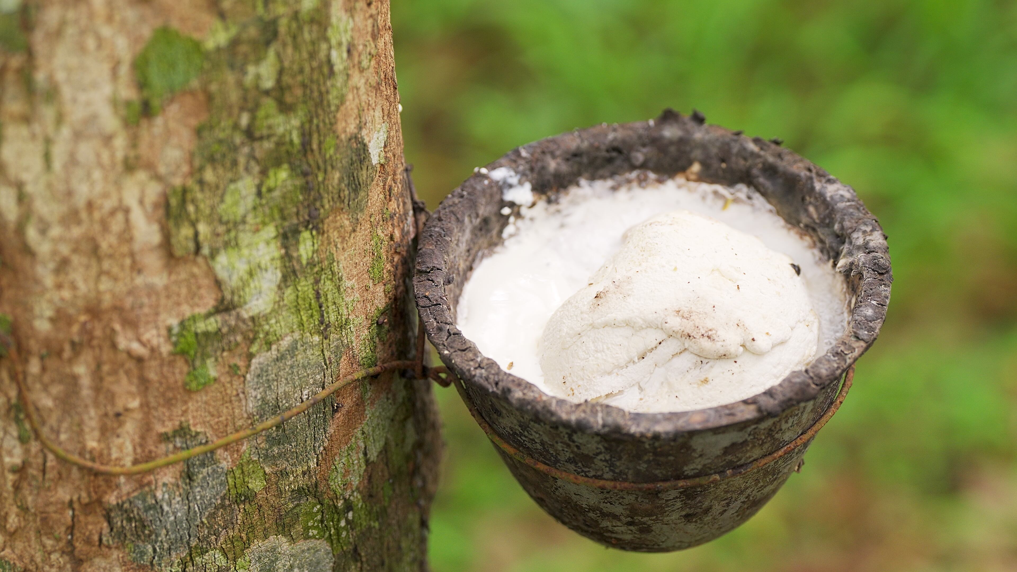 Primer plano, gotas de caucho natural cayendo en un pequeño cubo sobre un árbol, extracción de látex.