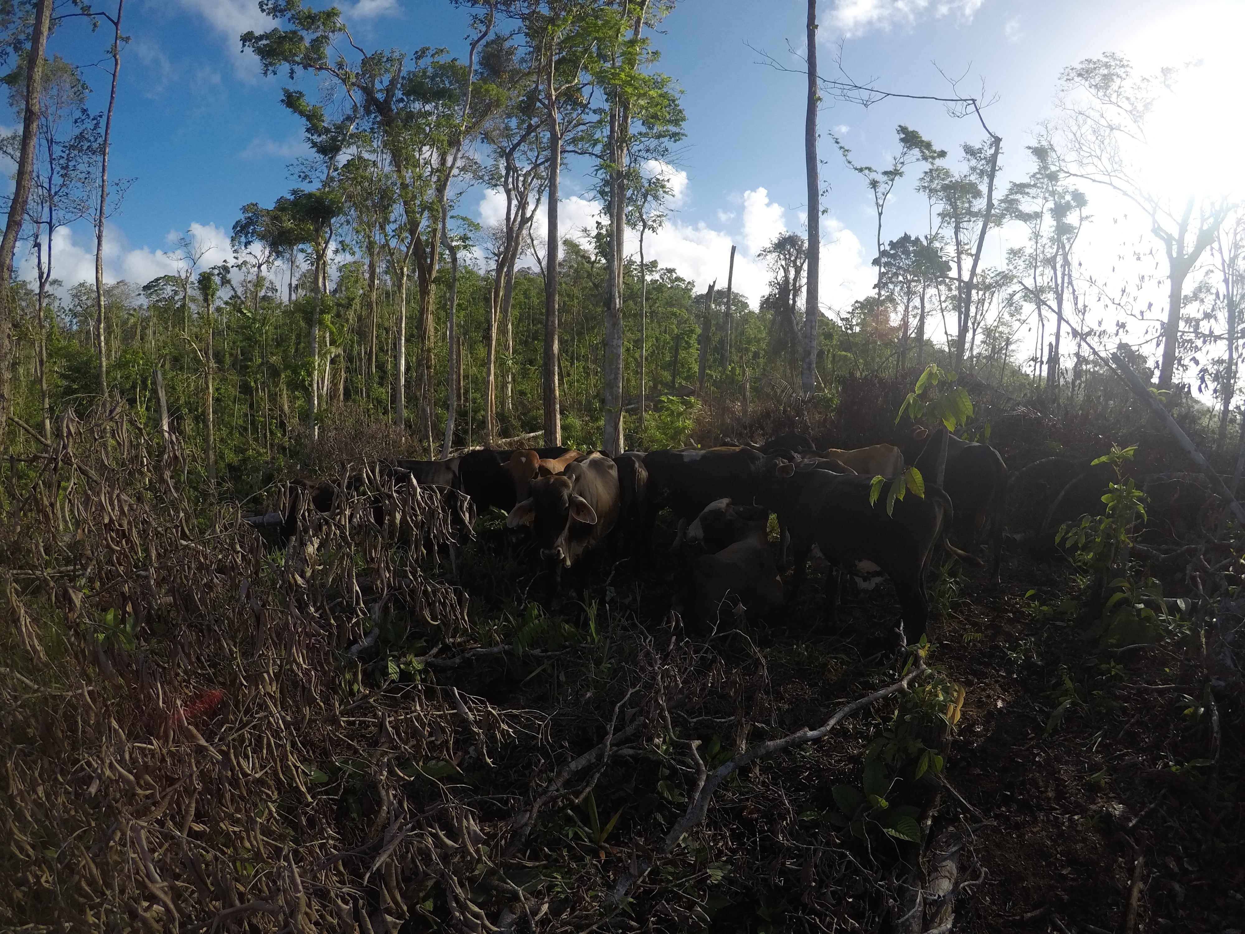 Ganado ilegal en la zona núcleo de la reserva biológica Indio Maíz.