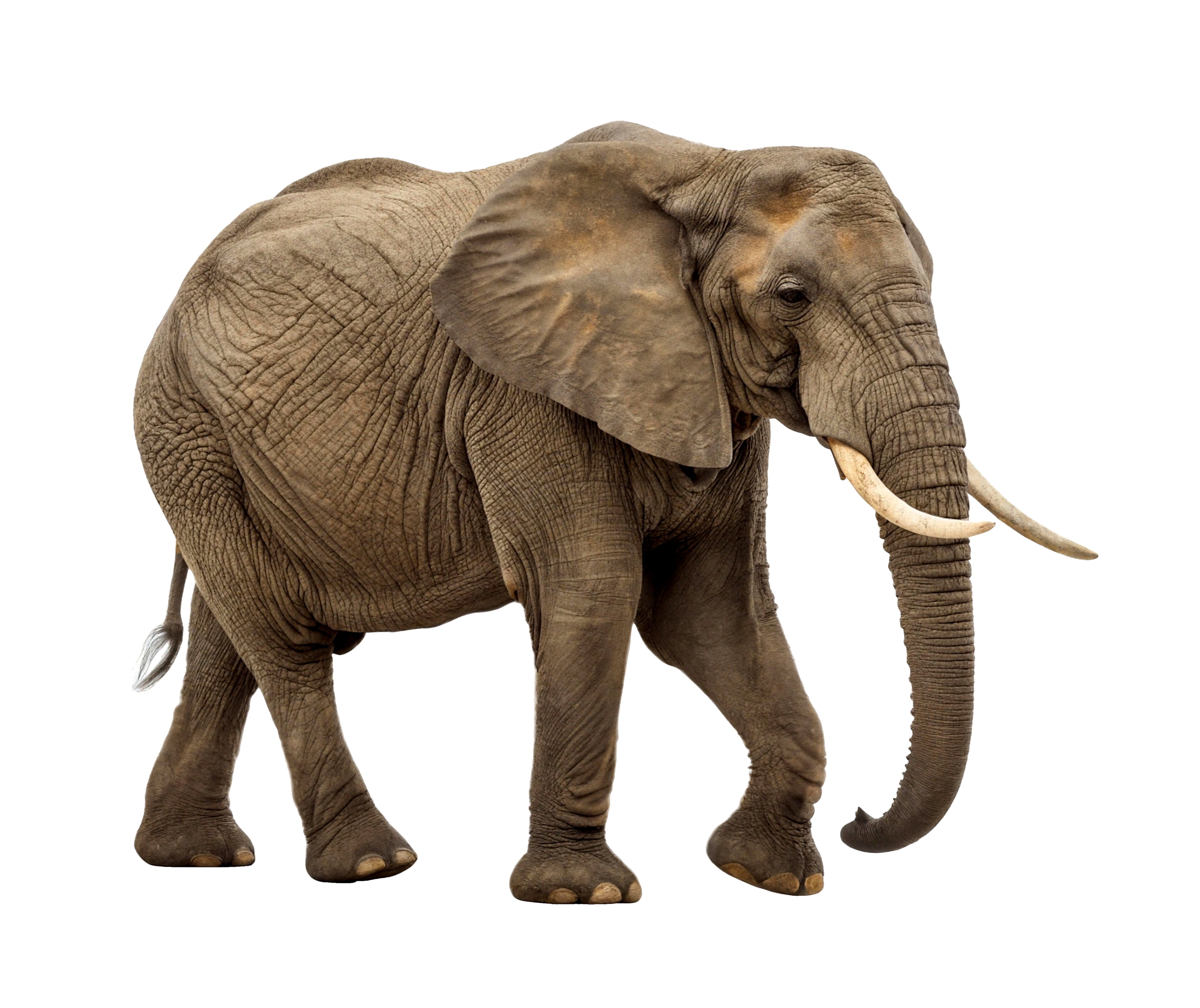 Elefante africano de cuerpo entero