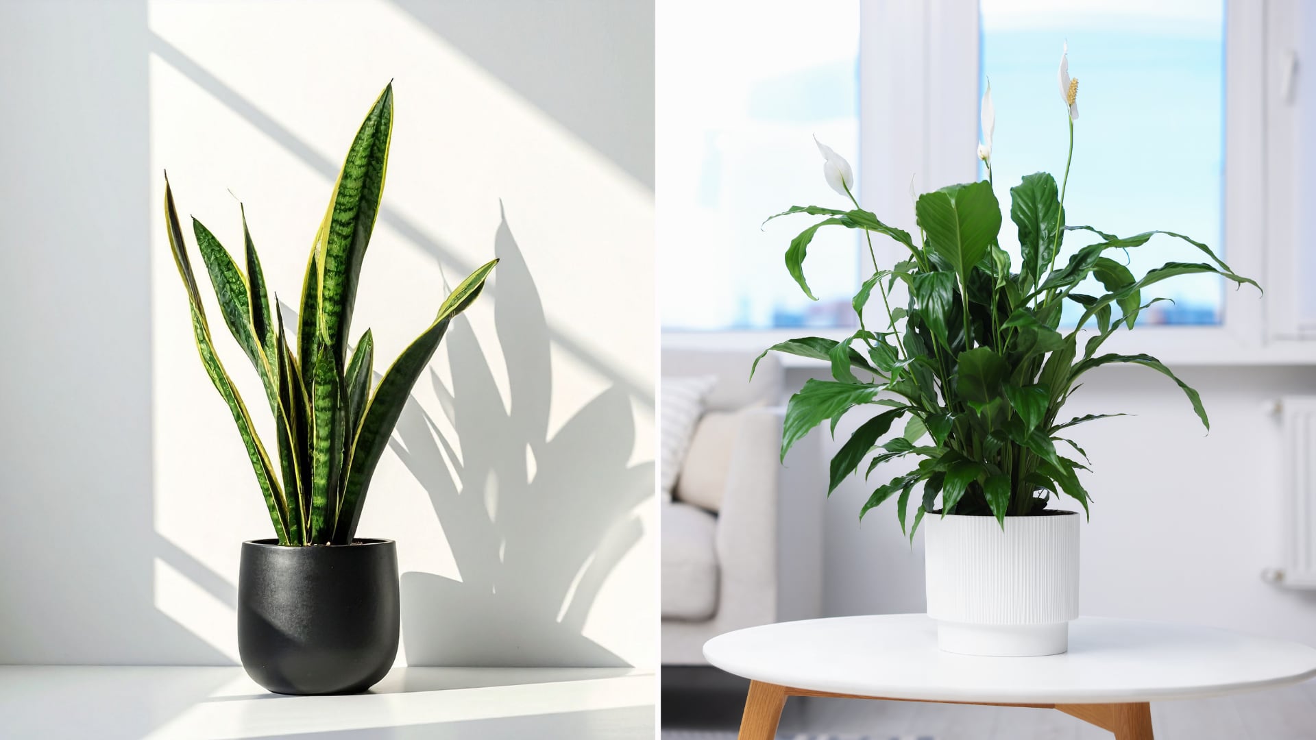 Plantas como el lirio de la paz y el potus ayudan a controlar la humedad, prevenir moho y mejorar la salud en el hogar.