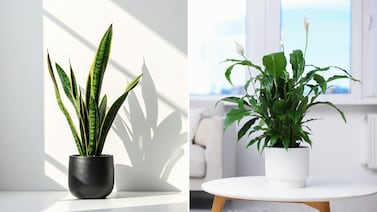 Ni humedad ni moho en casa: 10 plantas que transforman el aire y protegen su salud