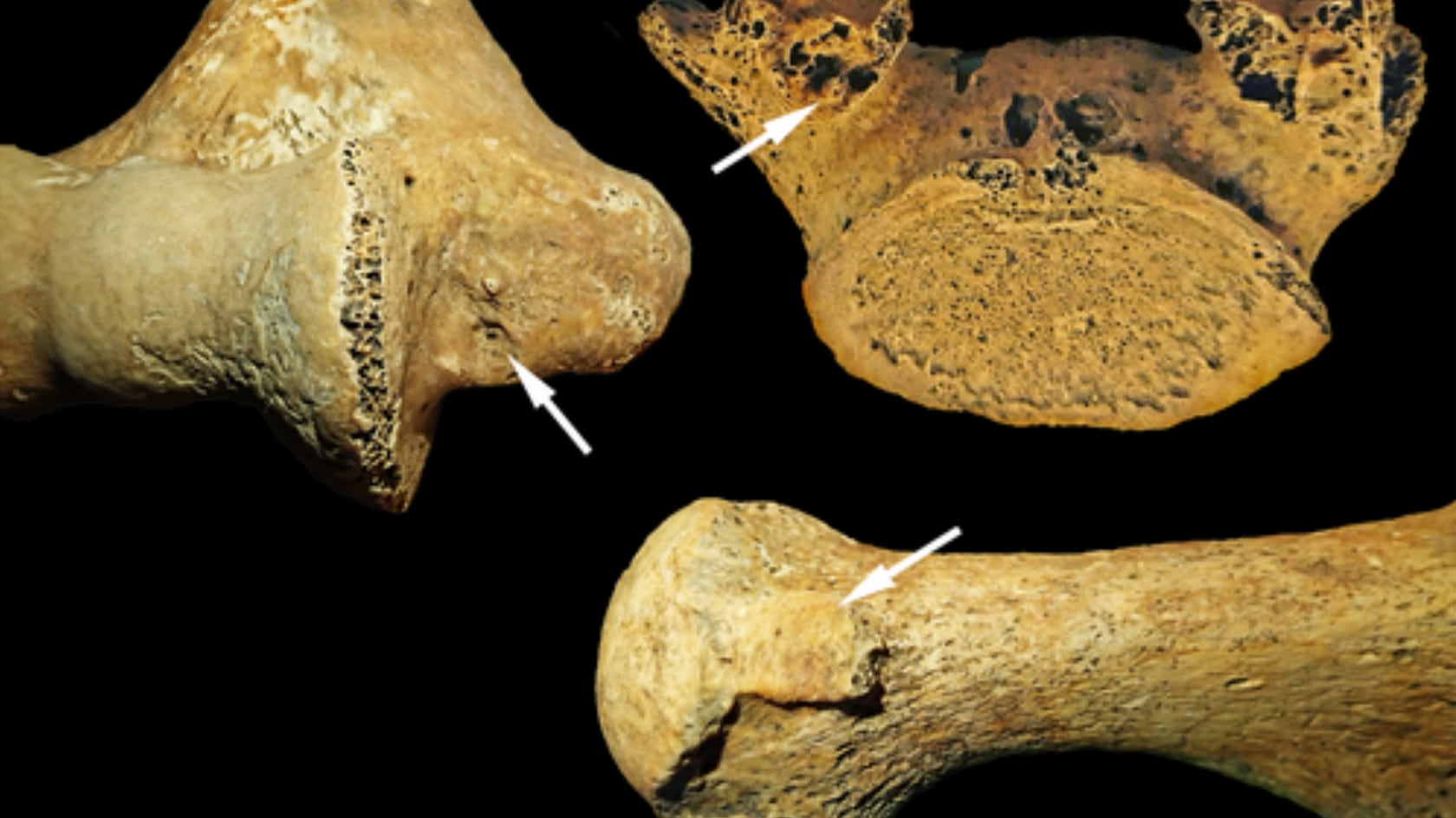 Estudio de 125 esqueletos neolíticos en Hungría detectó entierros que rompen patrones de género, incluido el caso de una mujer con herramientas masculinas.