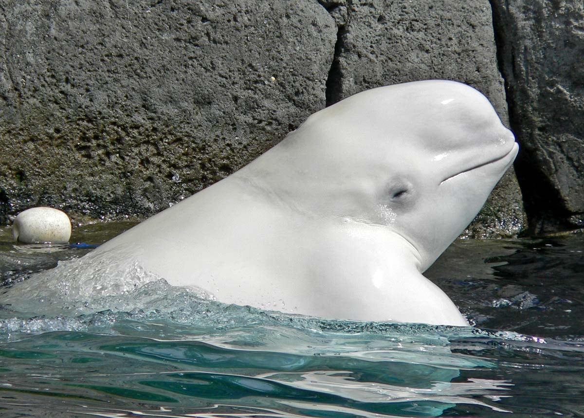 Investigadores observaron comportamientos asociados al autorreconocimiento en dos belugas expuestas a espejos.