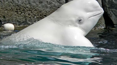 Científicos detectan en belugas señales de cognición asociadas a un selecto grupo de animales