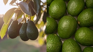 Cómo conservar aguacates maduros por más tiempo con un truco simple en el congelador