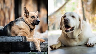 La diabetes en perros avanza en silencio: señales aparecen cuando el daño ya es grave