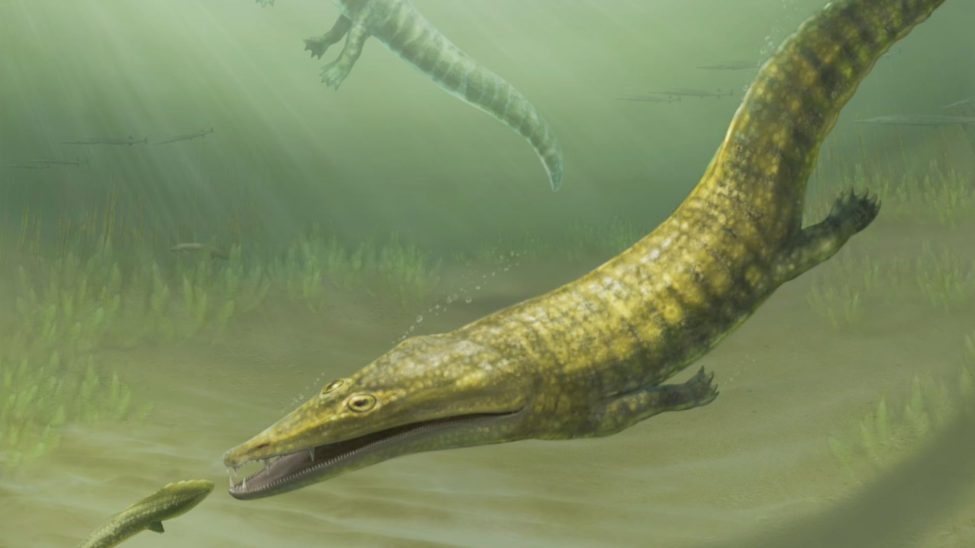 Investigación confirma que dos anfibios marinos de hasta 2 metros dominaron los océanos tras la extinción del Permiano.