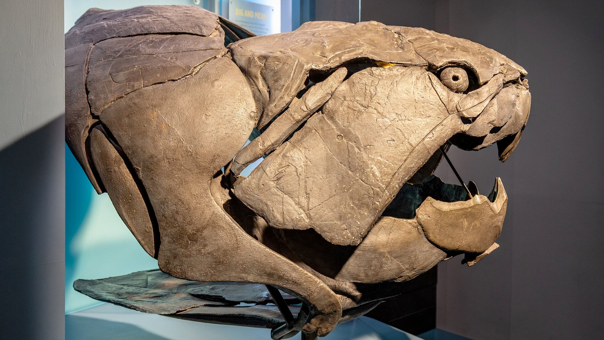 Estudio revela que el Dunkleosteus tenía cráneo en su mayoría cartilaginoso y mandíbula parecida a la de tiburones actuales.