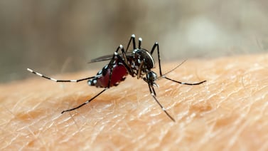 Conozca a los mosquitos modificados que Brasil utiliza como escudo contra el dengue