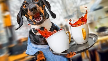 Los snacks naturales hacen diferencia en la salud de los perros