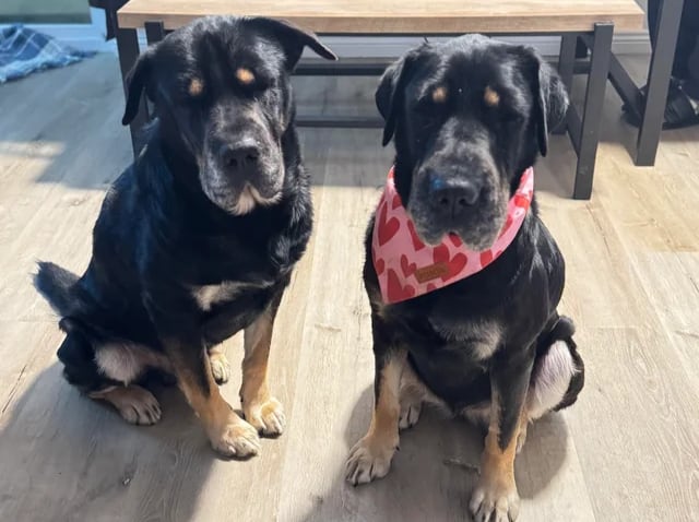 Candy era la hermana biológica de Buddy, ambos pertenecían a la misma camada.