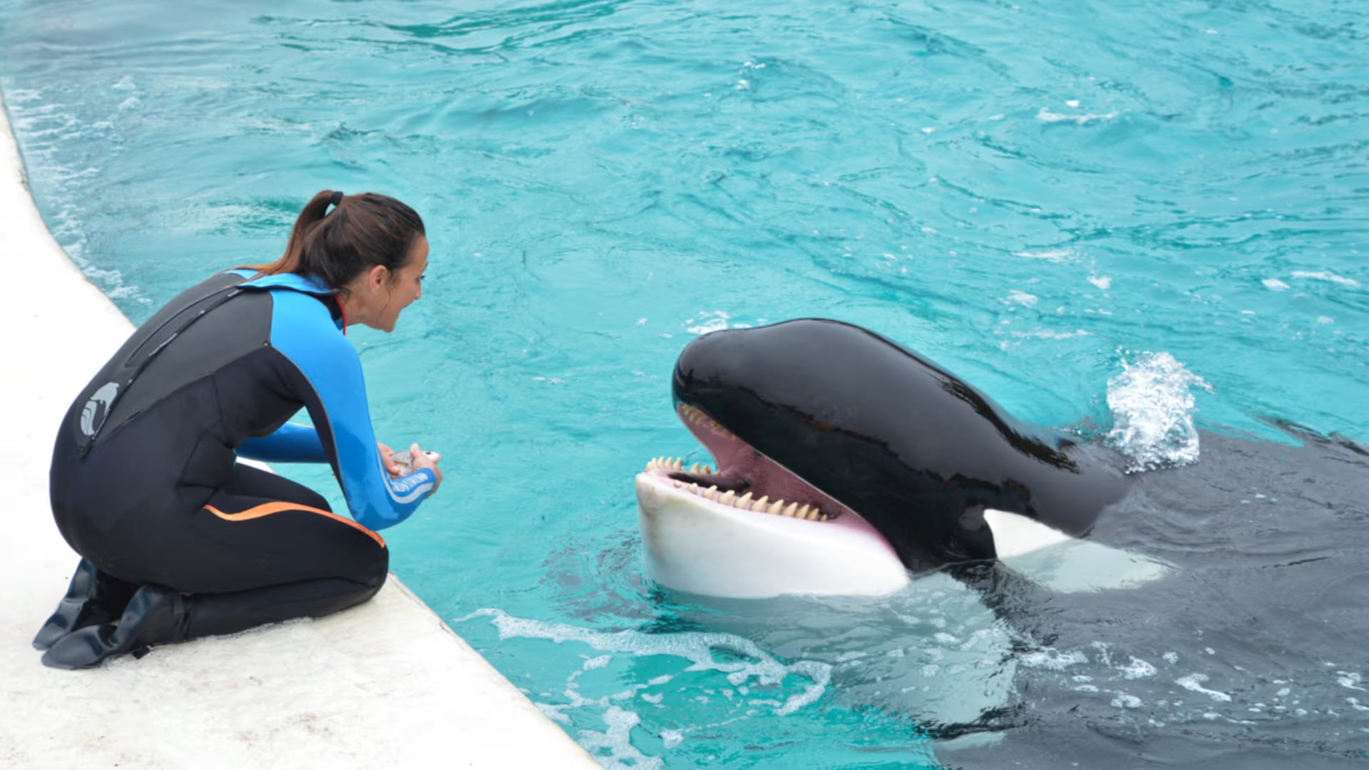 La orca Kshamenk murió a los 36 años en un parque argentino. Vivió sola desde el 2000 y fue símbolo del debate sobre cautiverio animal.