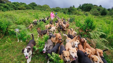 Done al Zaguatón Navideño para darles a casi 2.000 perros un hogar y pancitas llenas