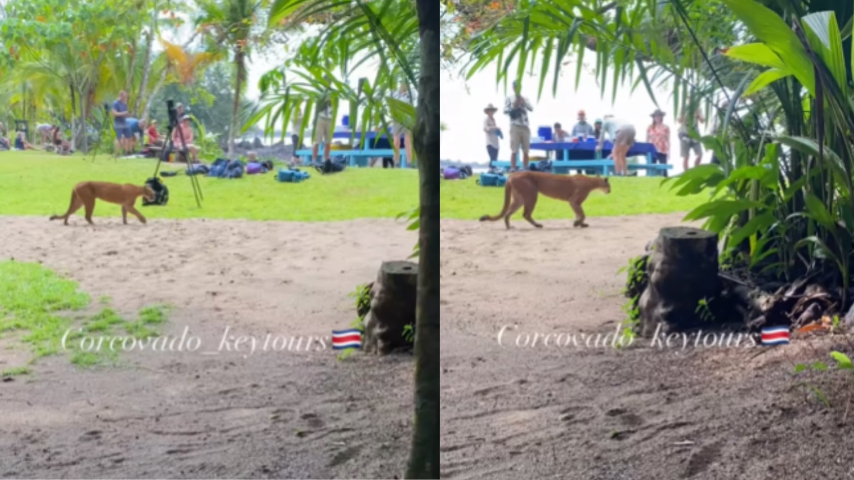 Un puma fue grabado en Corcovado y el video circula en Instagram.