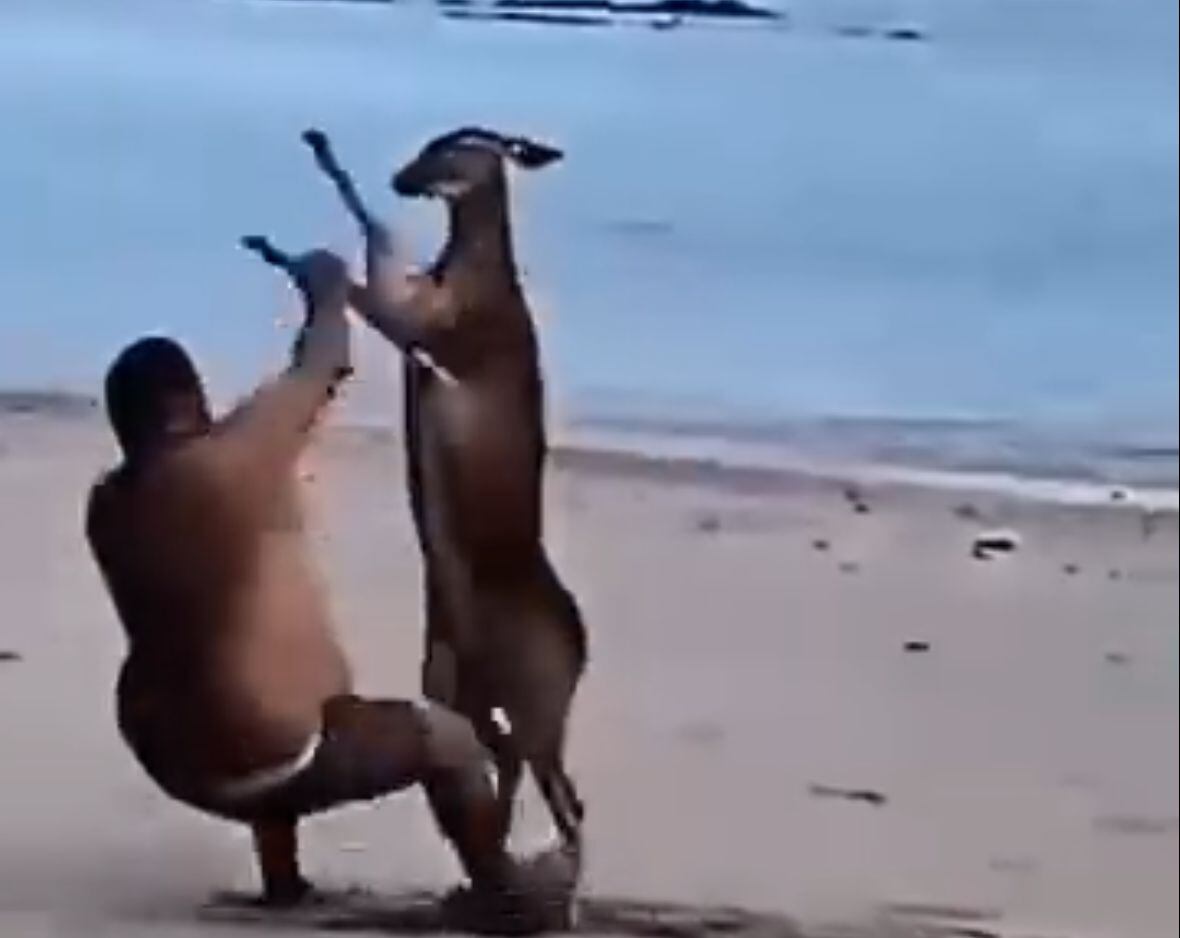 video de venado en playa . pelea de venado con señor