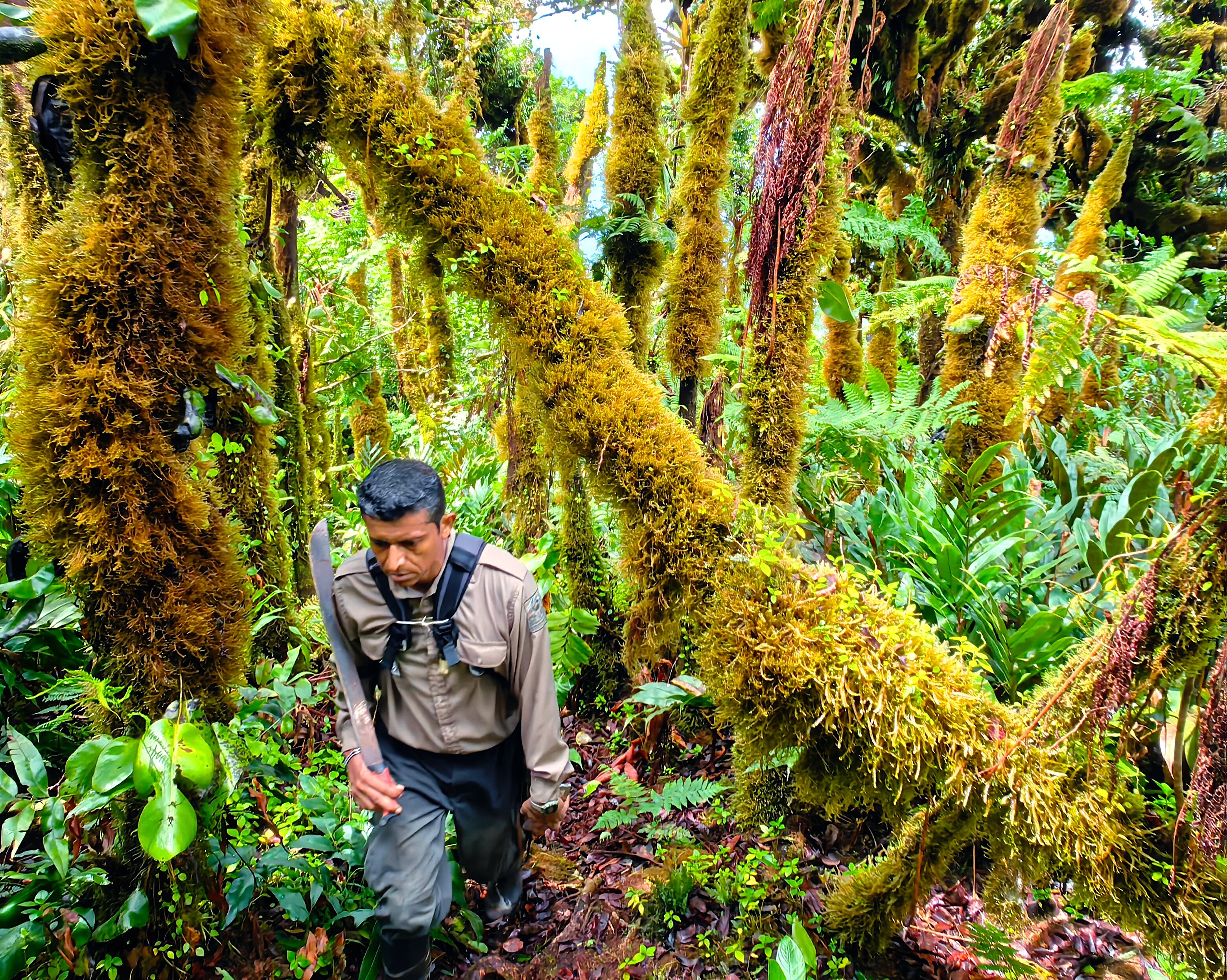 Desde este mes, los guardaparques están sin opción de usar armas de fuego en sus inspecciones en las áreas silvestres protegidas. Un funcionario del Sinac en el Parque Nacional Isla del Coco en mayo de 2023. Fotografía: