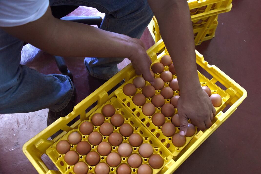 El Centro Nacional de Ciencias y Tecnología de Alimentos (CITA) de la UCR realizó un estudio de los huevos convencionales y de pastoreo, en el cual se demostró que sí hay diferencias en color, sabor y contaminación.