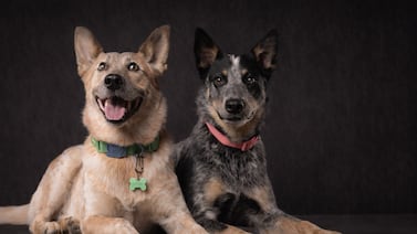 Así despidió Logan, el perrito influencer, a su ‘hermana’ Luna: ‘Sin ti la vida duele mucho’