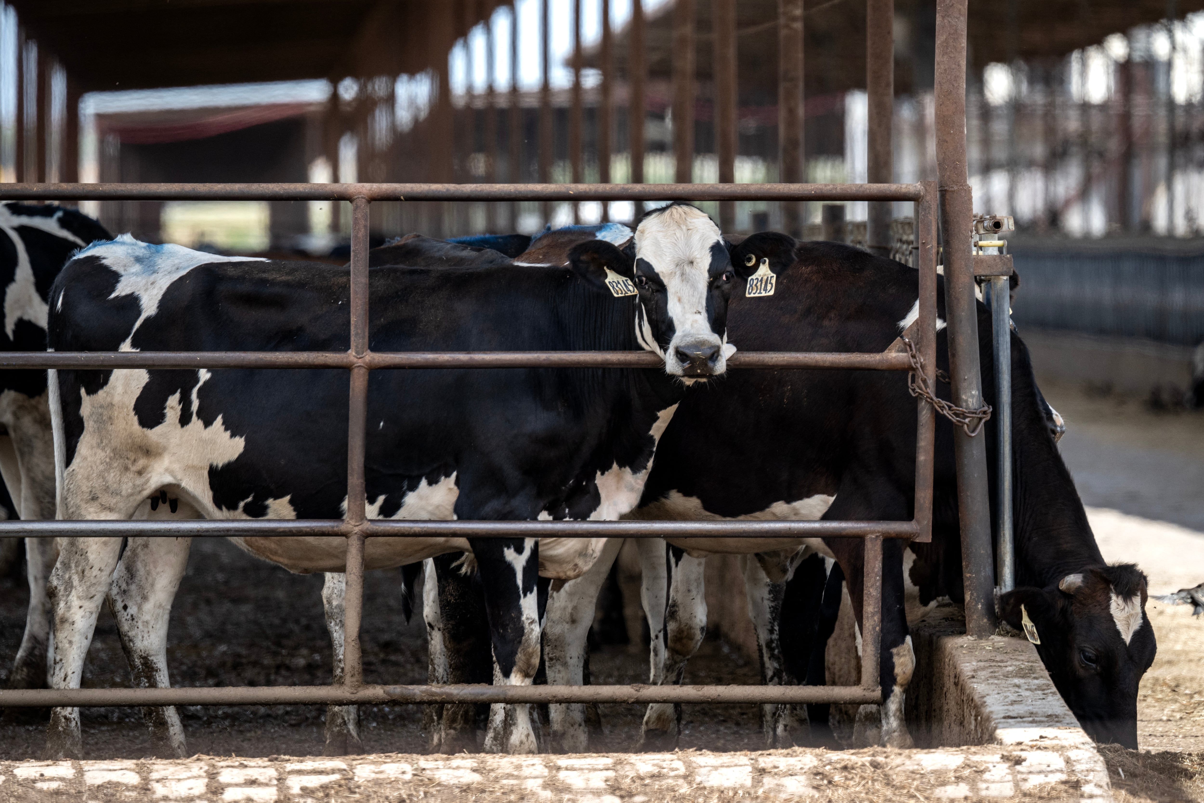 Cattle feed at a ranch in Dublin, Texas, on September 11, 2026. There's growing discontent among ranchers over US President Donald Trump's moves to lower beef prices. His policies are testing the loyalty of ranchers here -- some of his staunchest supporters -- just weeks before November's midterm elections in which affordability is a top concern. In a bid to ease prices for consumers, Trump authorized an additional 300,000 tons of ground beef to be imported starting September 1, with reduced tariffs. (Photo by RONALDO SCHEMIDT / AFP)