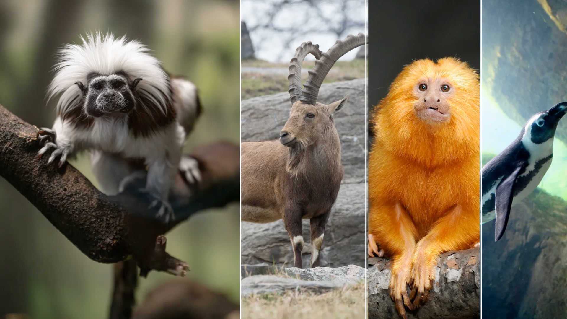 Google aplicó inteligencia artificial para secuenciar el ADN de 13 especies en peligro y apoyar proyectos globales de conservación.