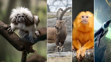 El ADN que no se quiere perder: así usa Google la IA para salvar especies