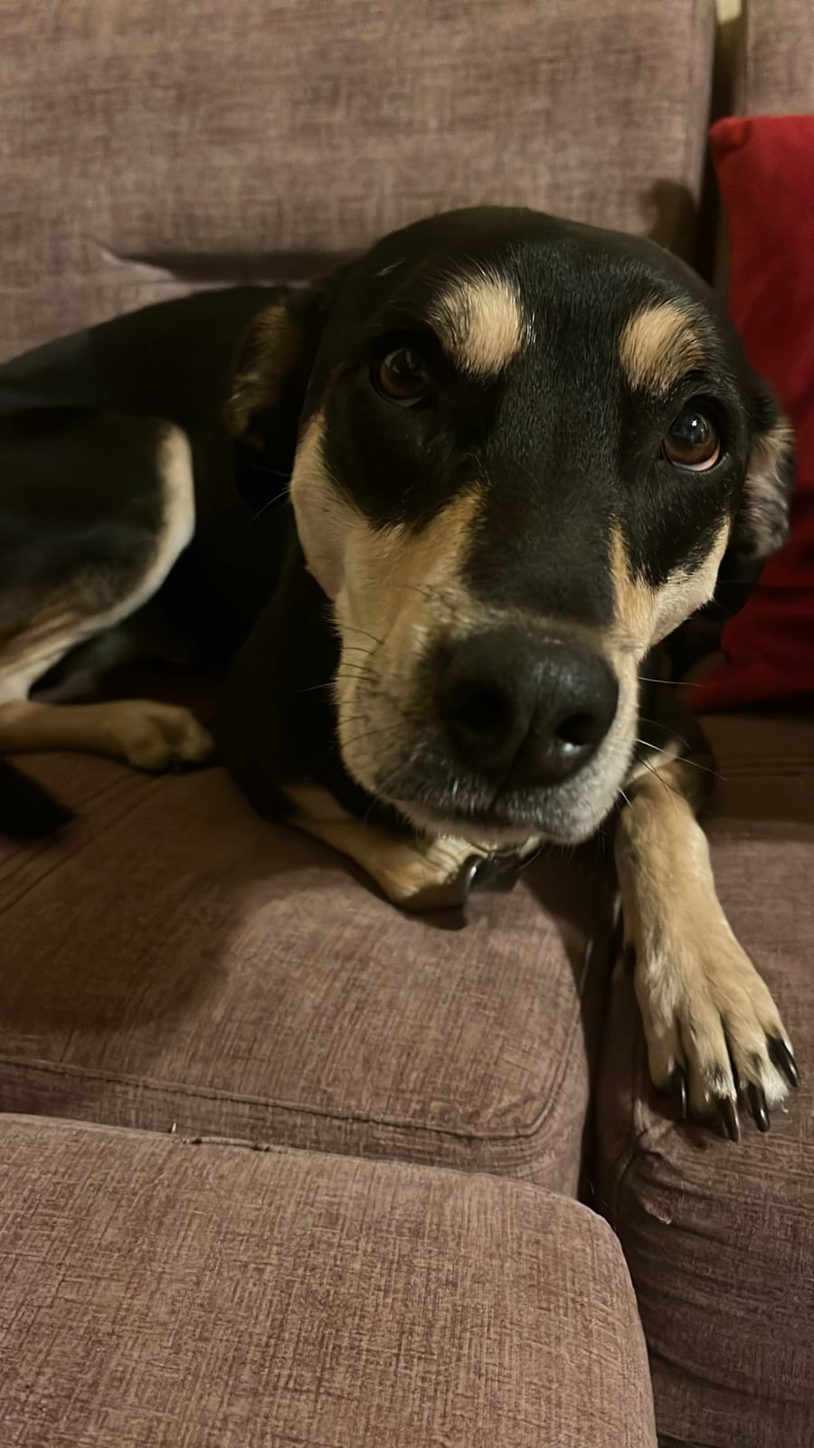 Perro acostado en sillón de casa