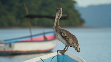 El mar como territorio de derechos: MarViva lanza guías para una gobernanza participativa y un patrimonio cultural vivo en el Golfo de Nicoya