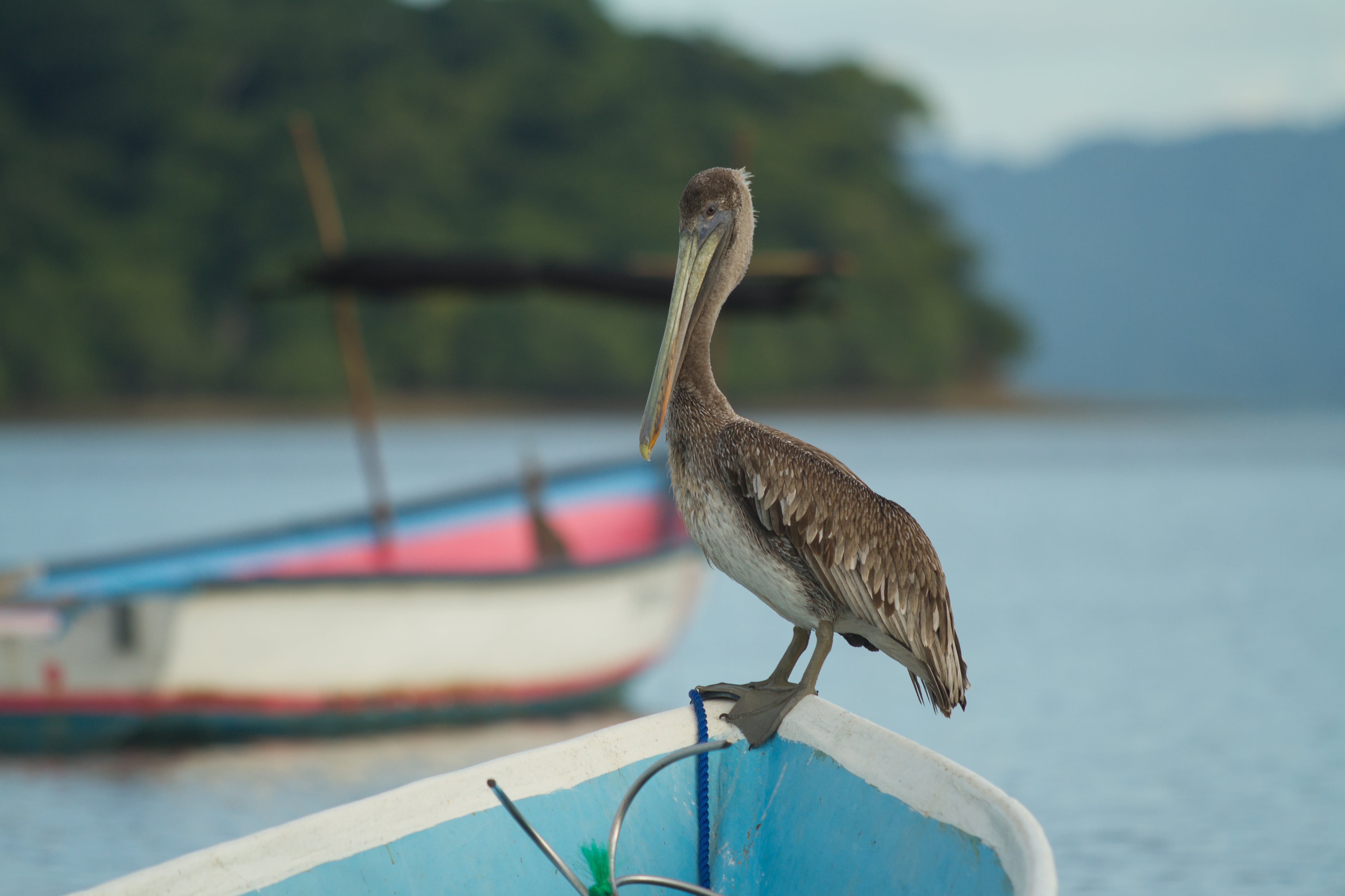 Aves marinas en el Golfo de Nicoya.