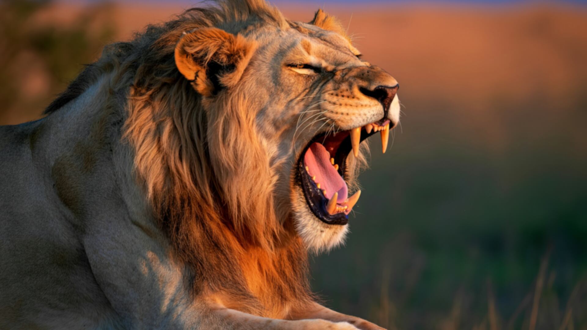 Un nuevo rugido fue descubierto en leones africanos. IA facilitó su detección y podría optimizar estrategias de conservación en África