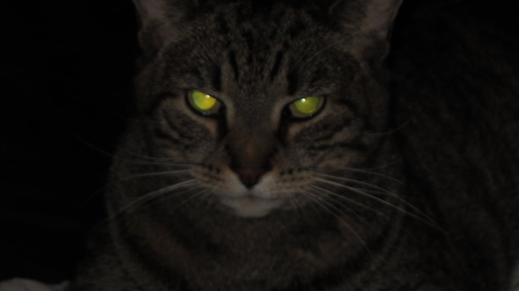 La ventaja visual de los gatos en la noche se explica por su retina, la dilatación pupilar y el apoyo del oído y los bigotes.