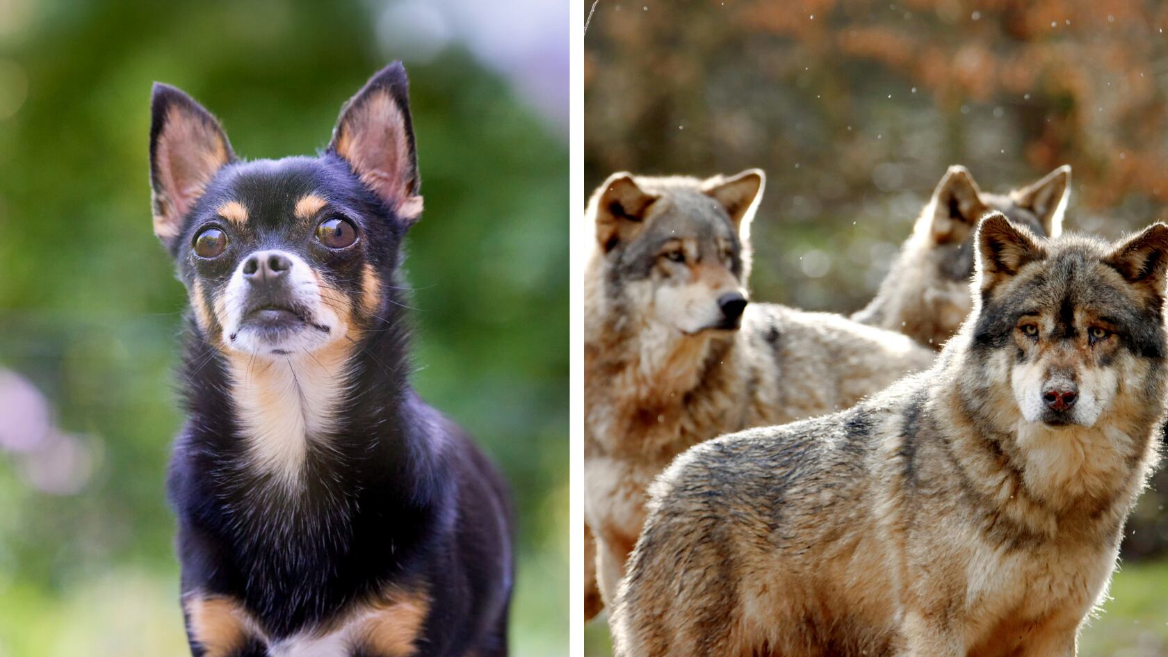 Casi todas las razas de perros, incluso las más pequeñas, conservan ADN de lobo que influyó en su físico y comportamiento.