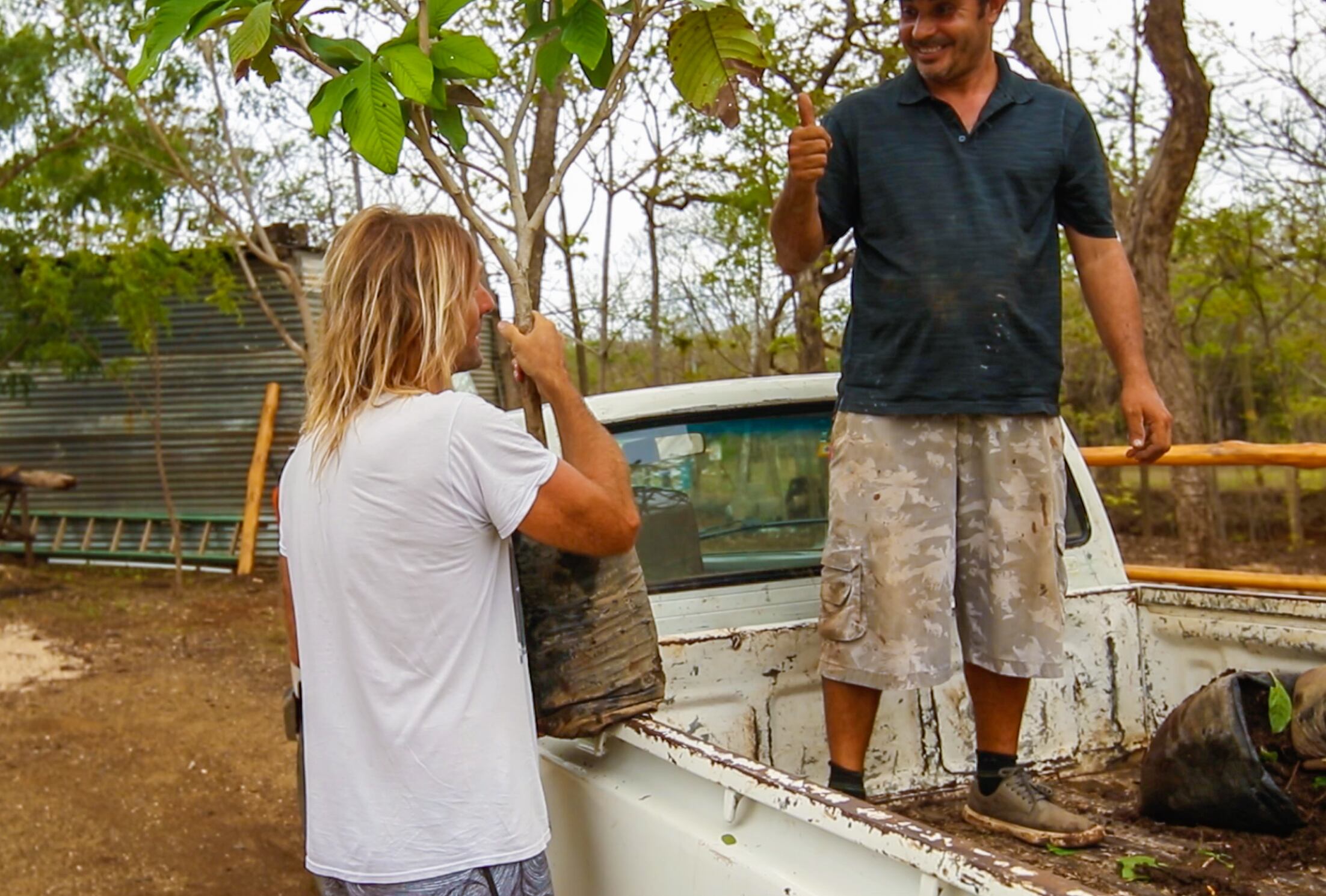 Un hombre subiendo a un carro pick up un árbol en una maceta.