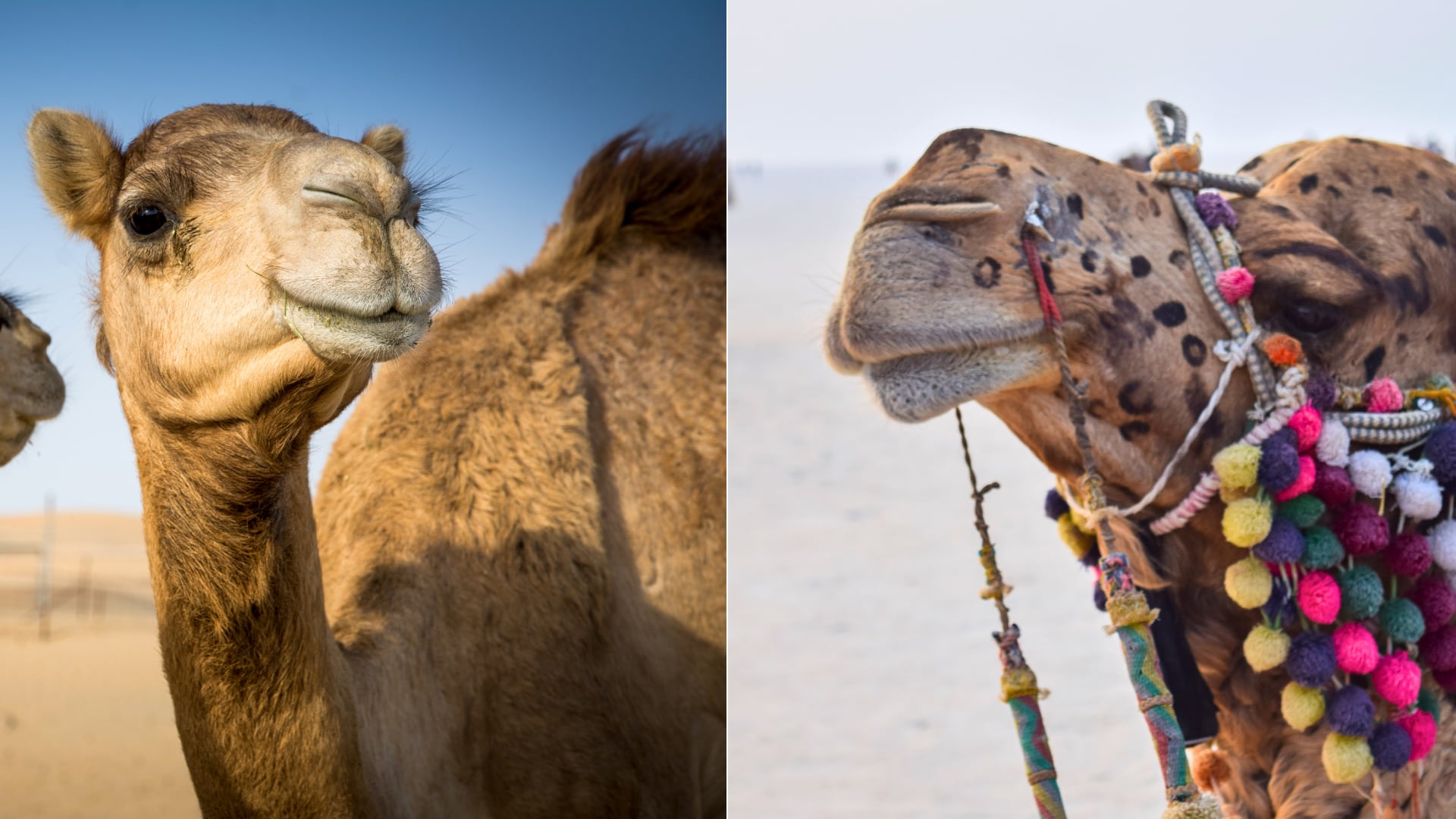Un concurso de belleza en Omán expulsó a 20 camellos por manipulación estética. El caso expone riesgos para los animales y polémica internacional.