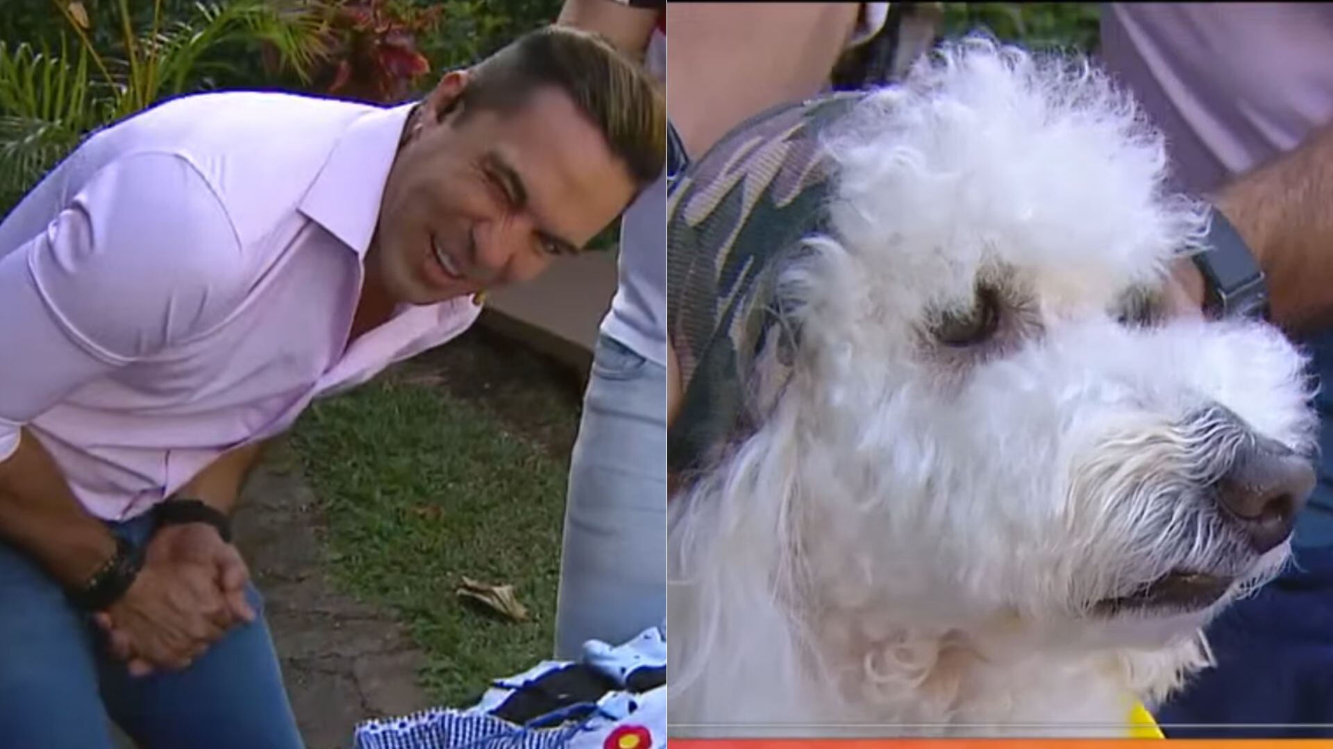 Un pequeño french poodle color blanco mordió al presentador Ítalo Marenco.