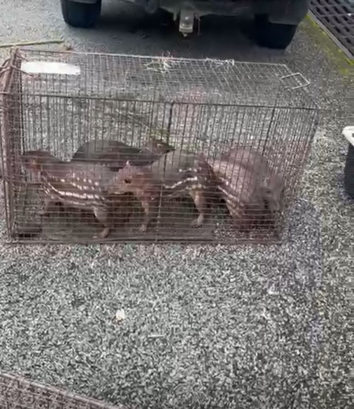 Los animales se encontraban en condiciones inadecuadas, sin supervisión profesional, con una dieta deficiente.