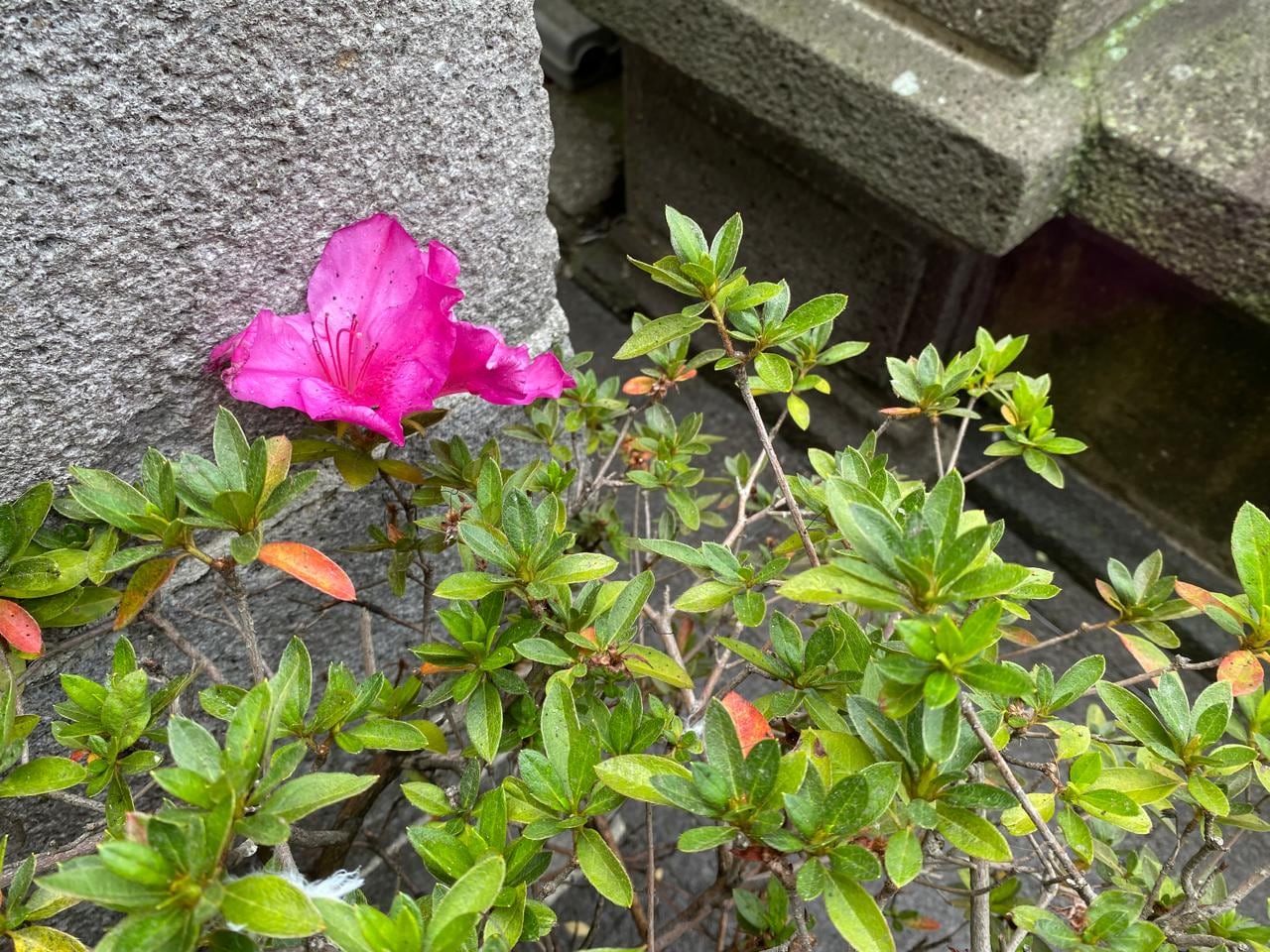 El cuido del jardín requiere atención a que las plantas no dañen los muros ni el pavimento del Teatro Nacional. Foto: del autor.