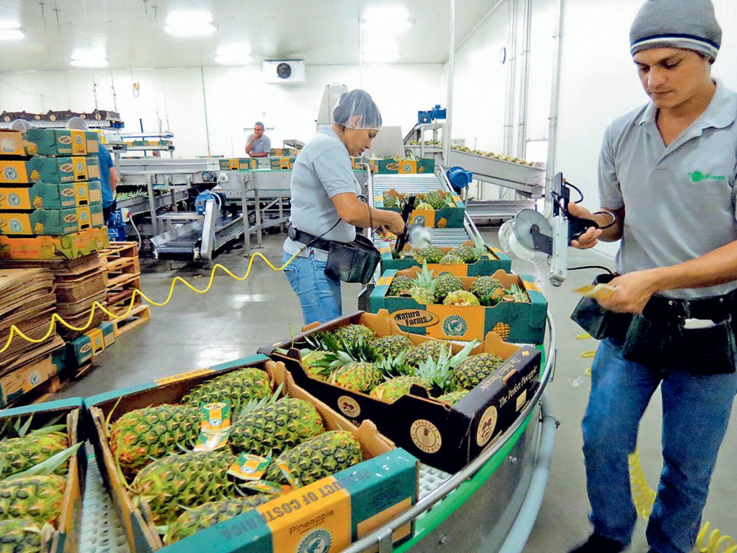 Interceptaciones de piña en Estados Unidos se mantienen muy altas | La ...
