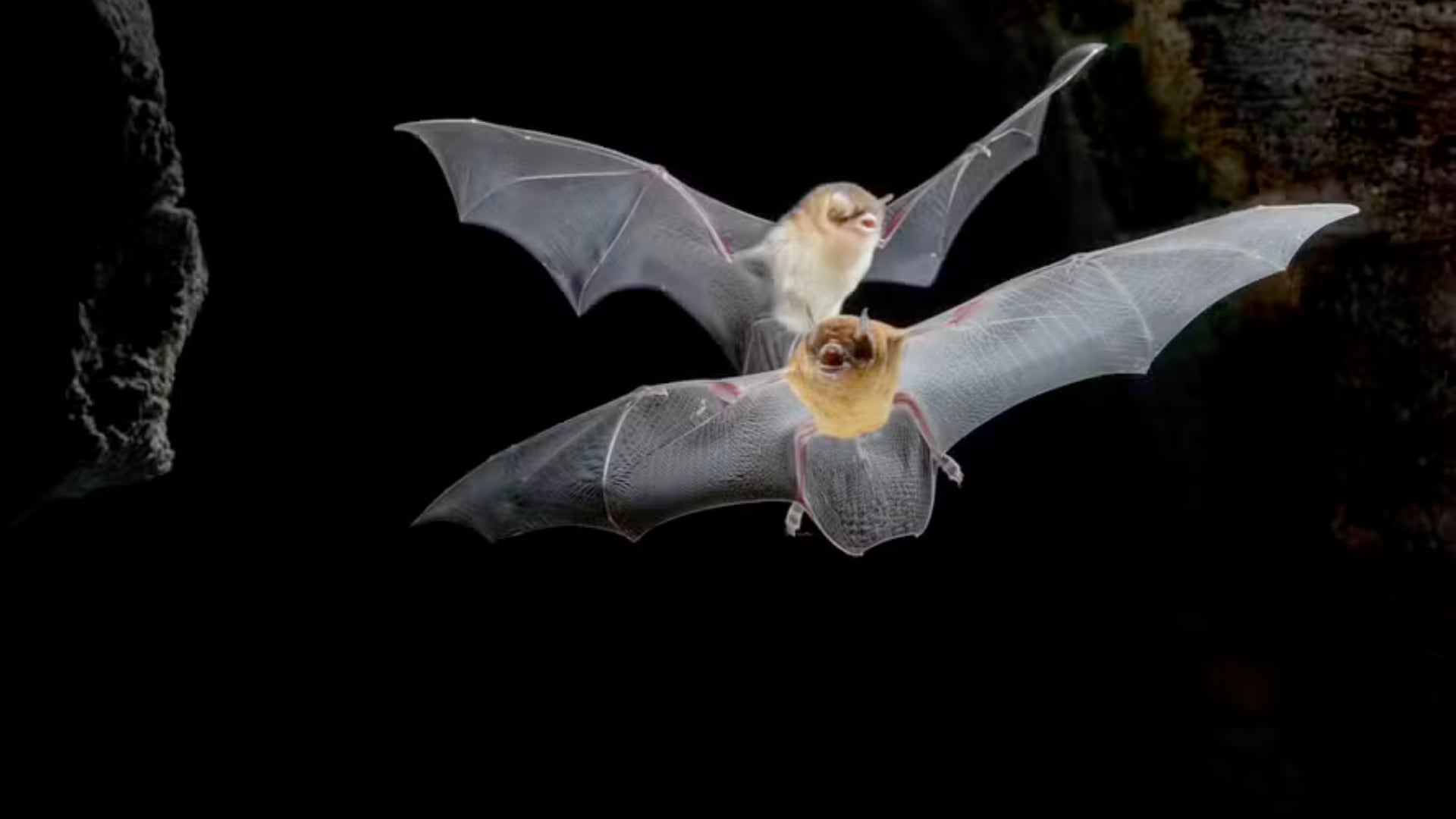 Las cuevas concentran miles de murciélagos y aportan beneficios ecológicos y económicos en Brasil.