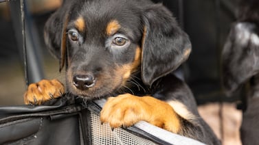 Zaguatón 2025 procura alimento para miles de perritos; conozca cómo ayudar