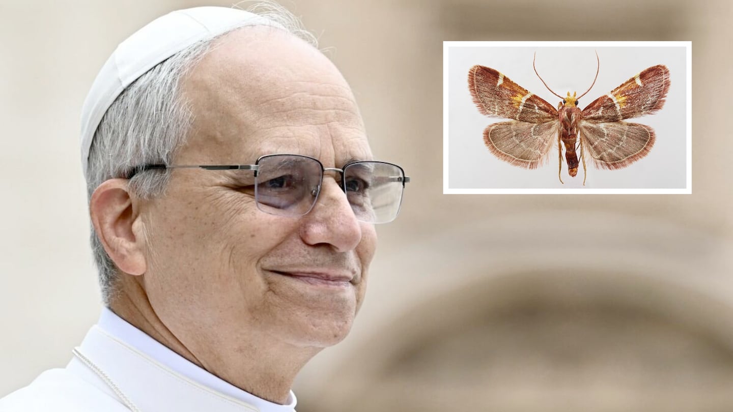 Científicos encontraron una nueva especie de polilla en el Mediterráneo y la nombraron en honor al papa León XIV